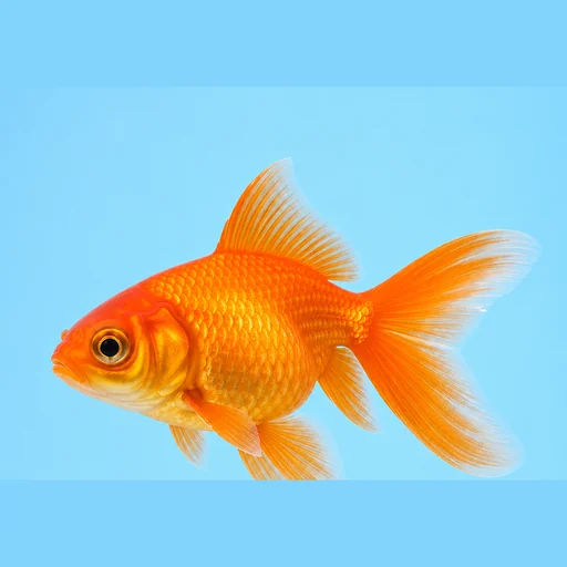 ảnh chụp một con cá vàng