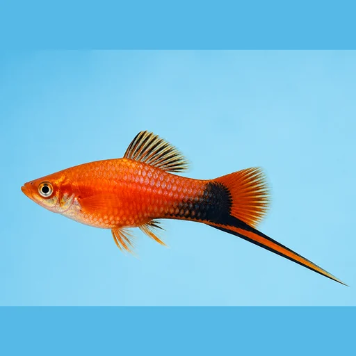 ảnh chụp một con cá đuôi kiếm