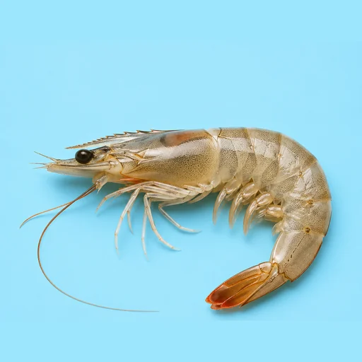 ảnh chụp một con tôm