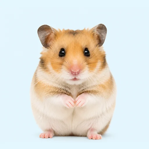 ảnh chụp con chuột hamster trên nền màu nhạt