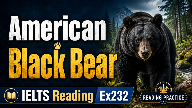 American Black Bear – IELTS Reading